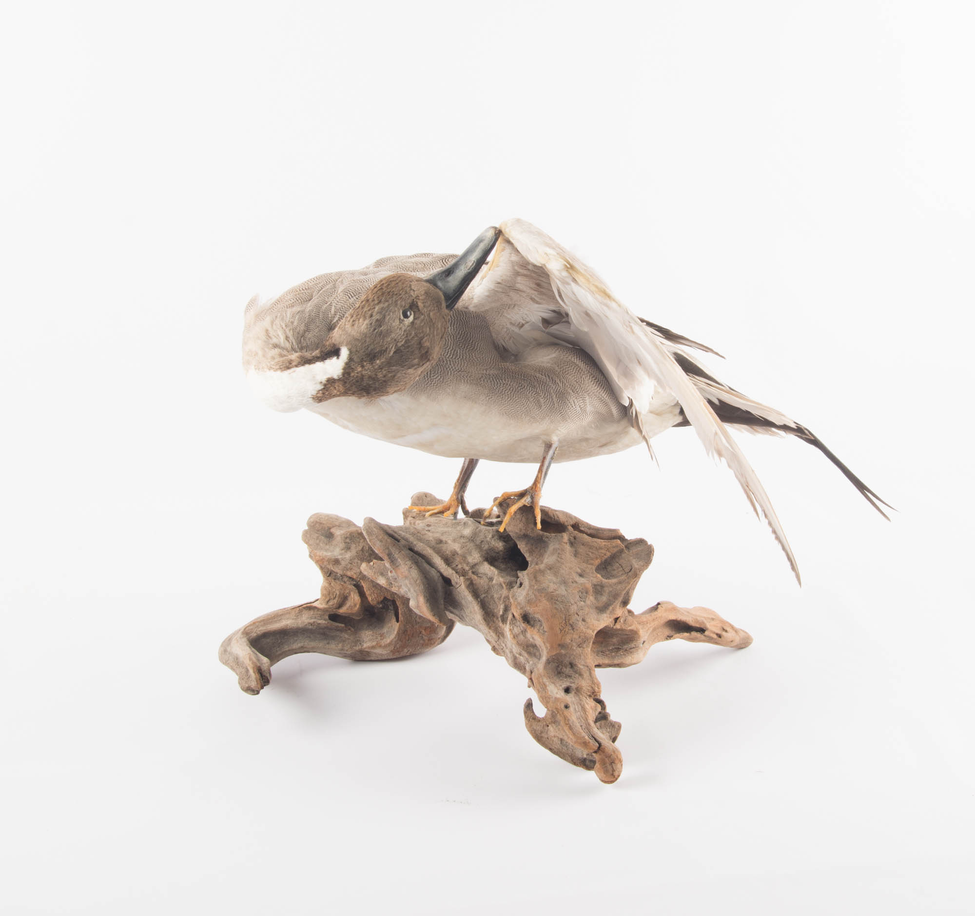 Taxidermy Mounted Duck