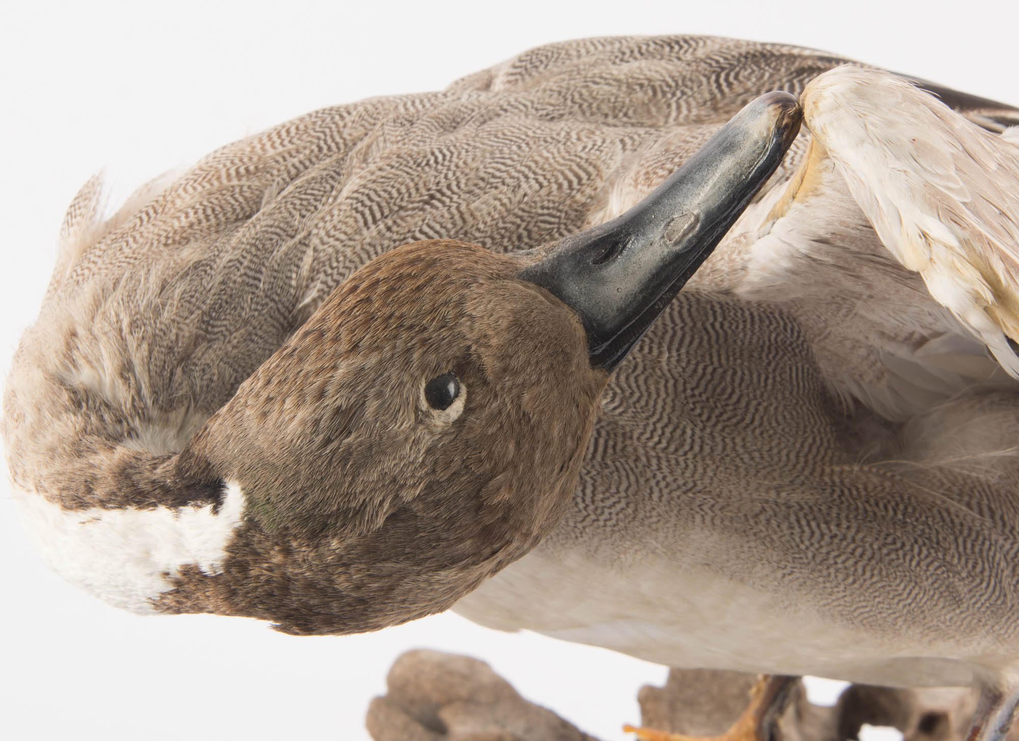 Taxidermy Mounted Duck