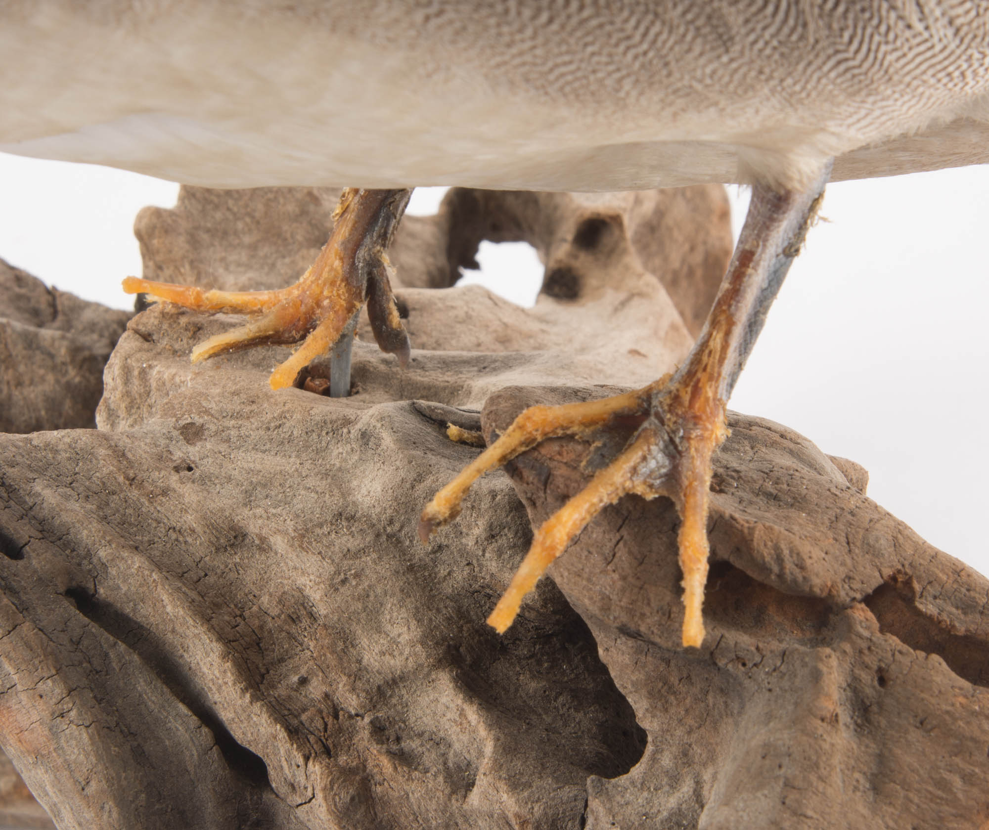 Taxidermy Mounted Duck