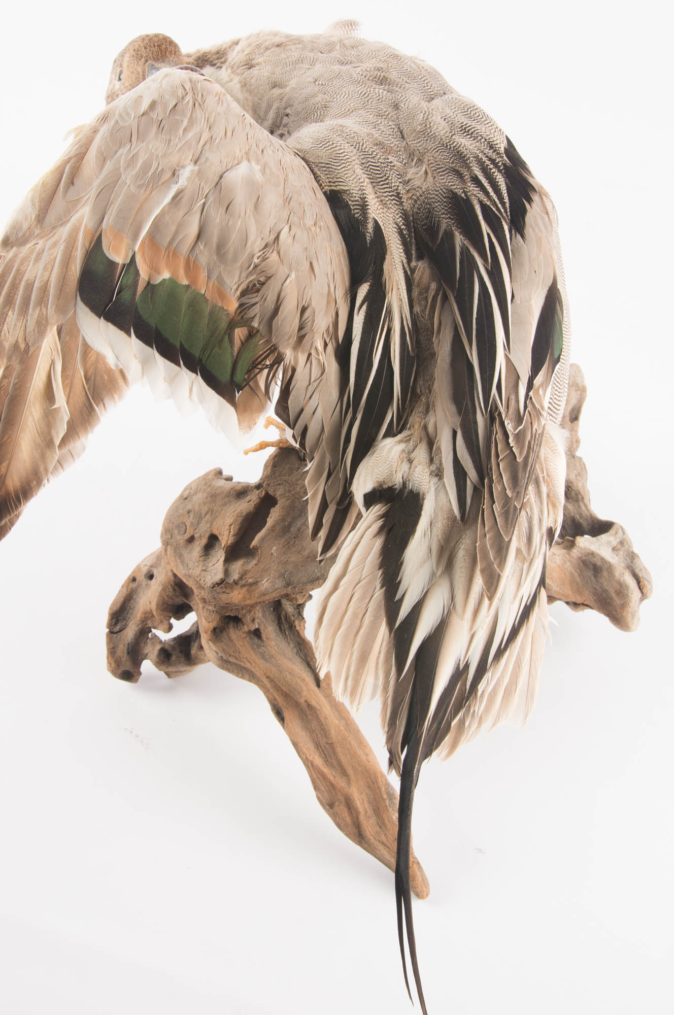 Taxidermy Mounted Duck