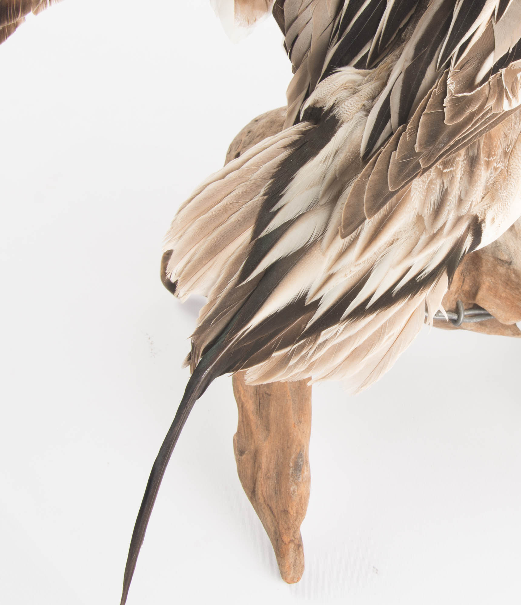 Taxidermy Mounted Duck