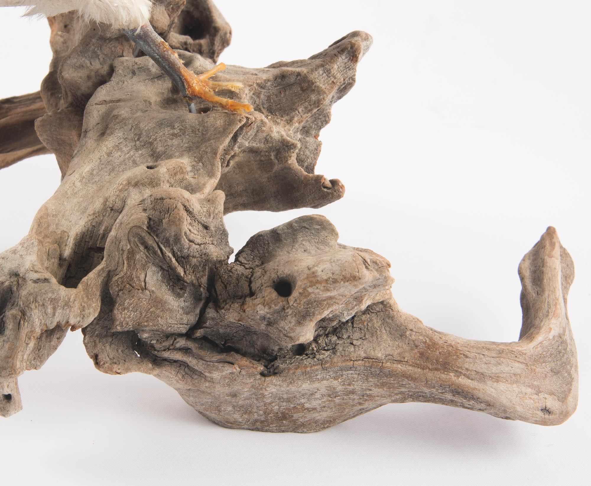 Taxidermy Mounted Duck