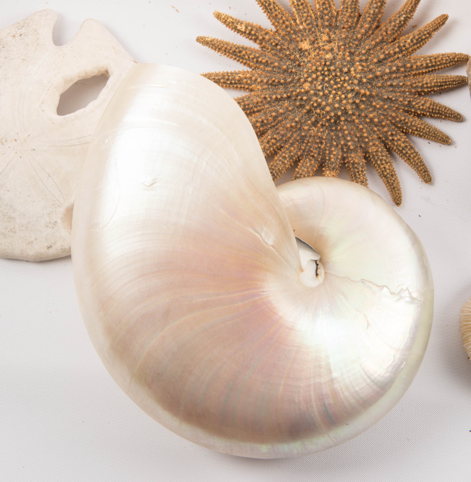 Large Seashell Collection