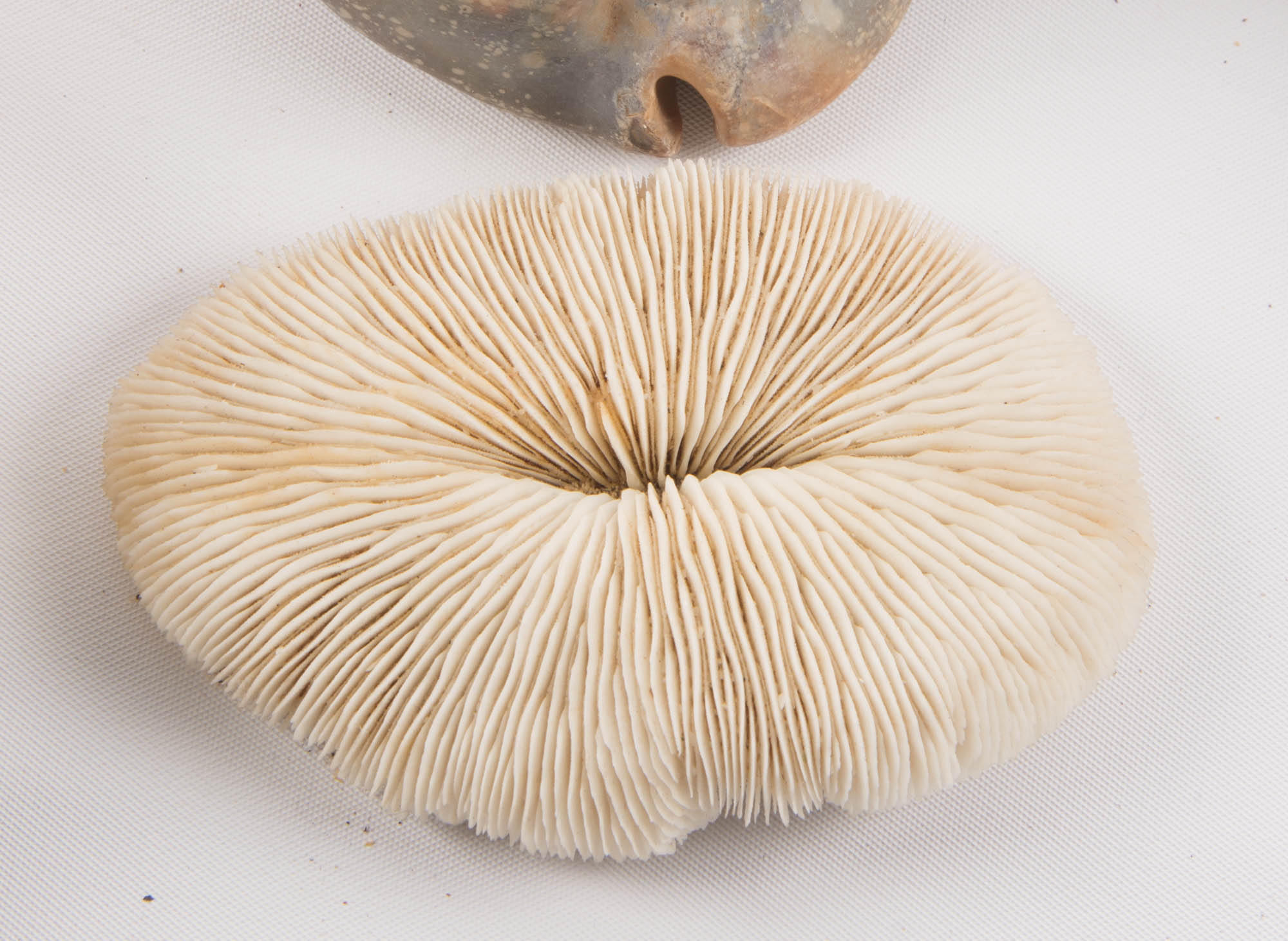 Large Seashell Collection