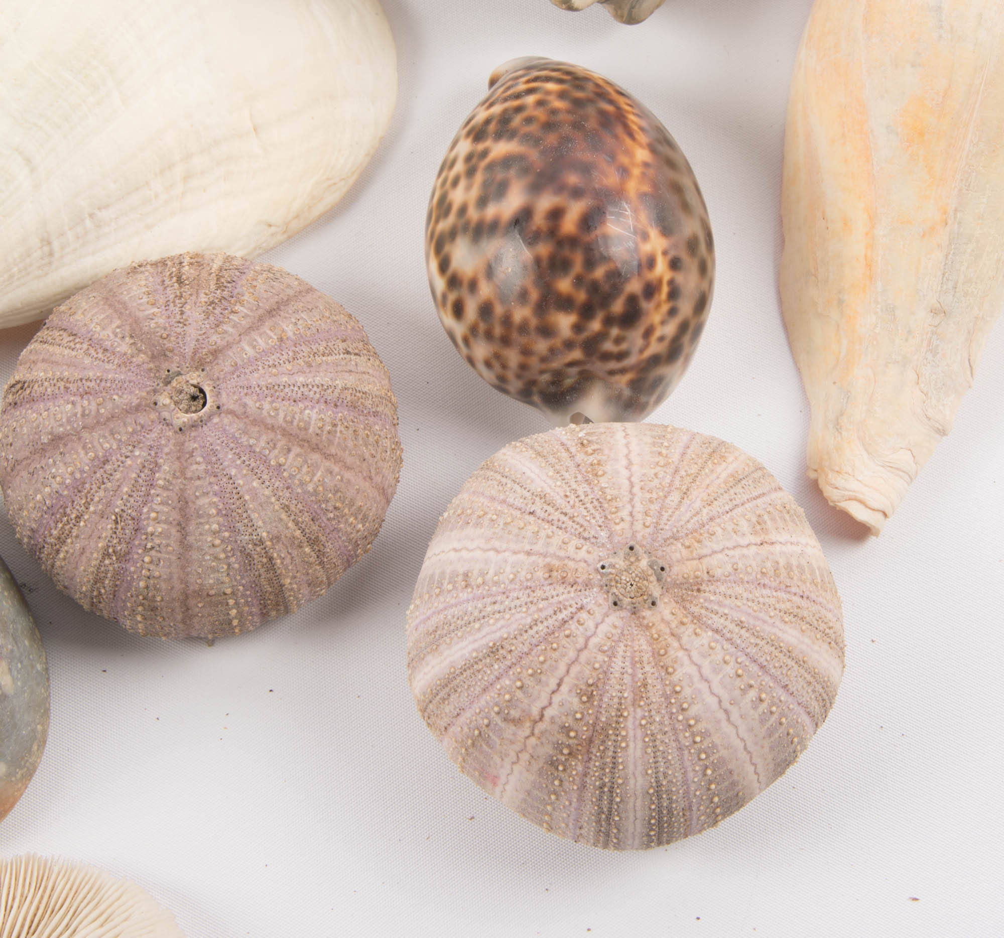 Large Seashell Collection