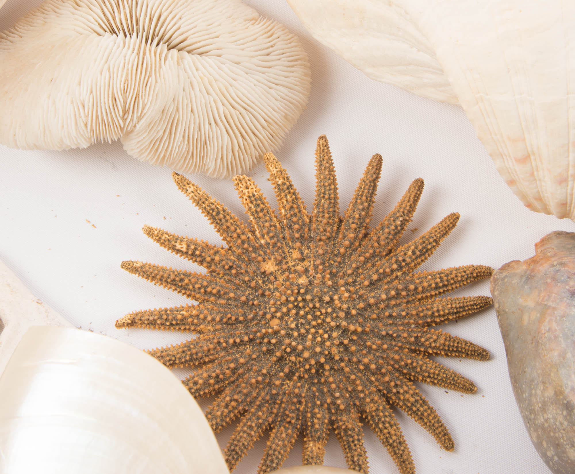 Large Seashell Collection