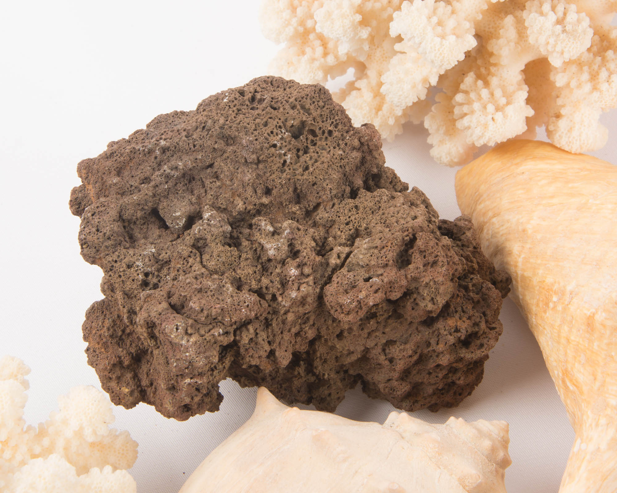 Large Seashell Collection