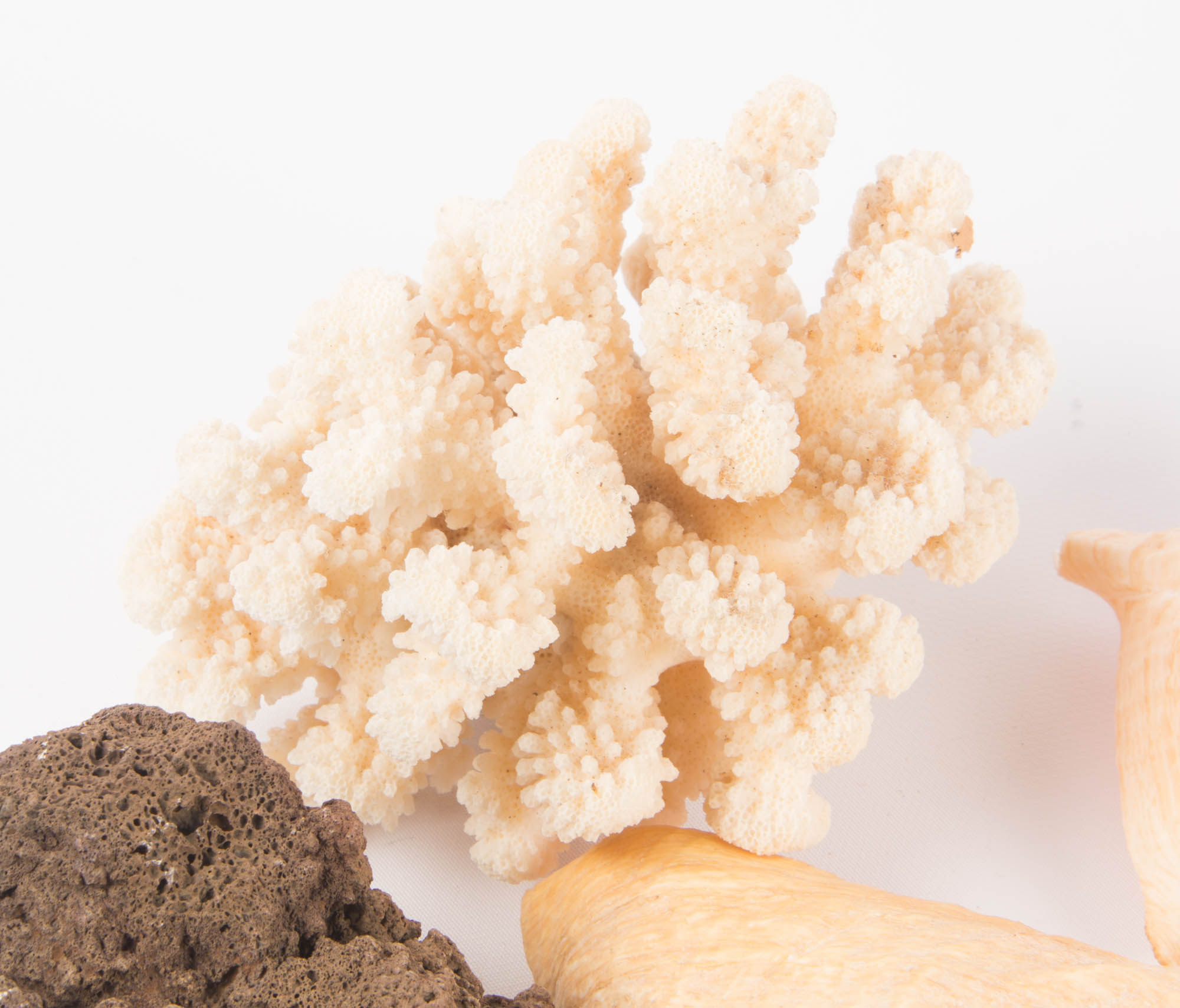 Large Seashell Collection