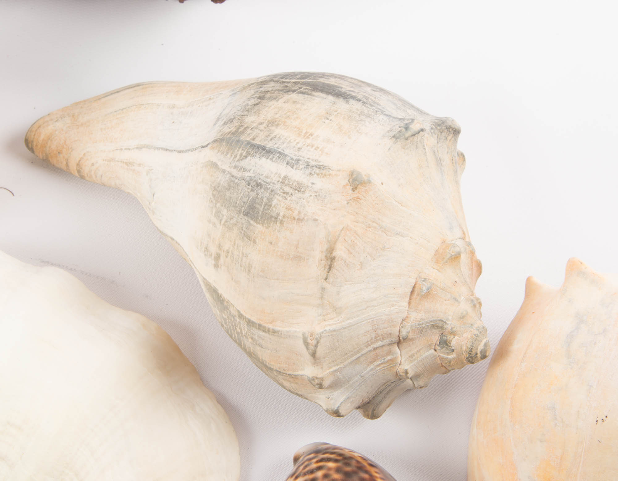 Large Seashell Collection