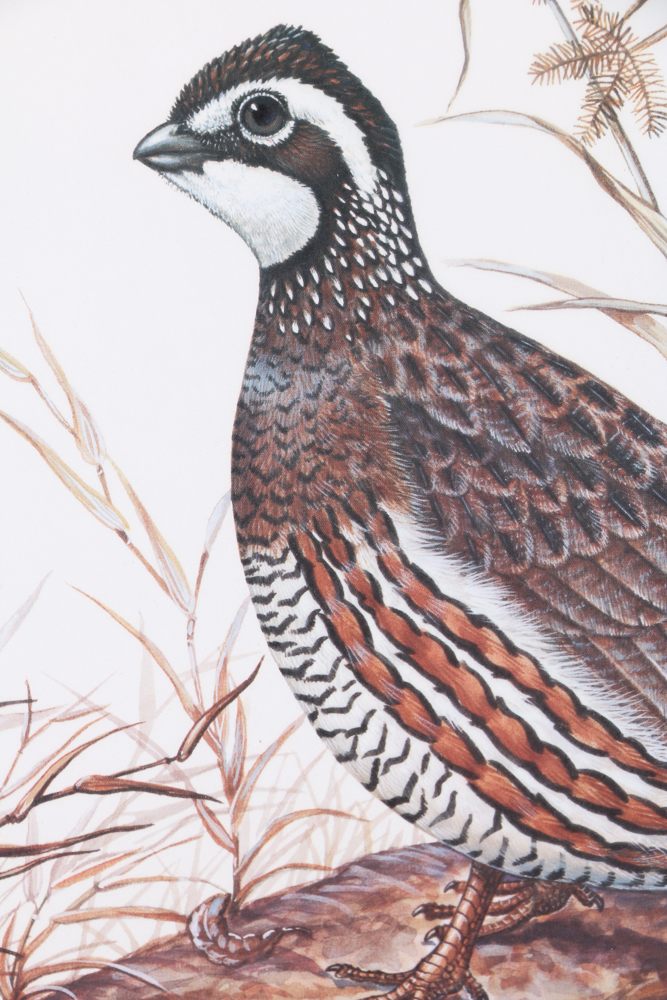 Anne Worsham Richardson Signed and Numbered "Bobwhite" Print