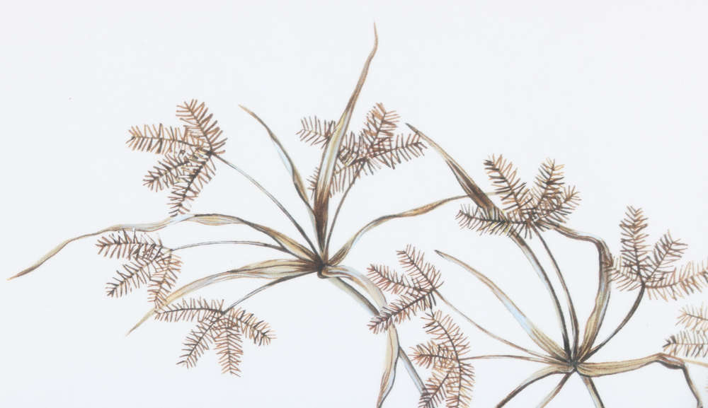 Anne Worsham Richardson Signed and Numbered "Bobwhite" Print