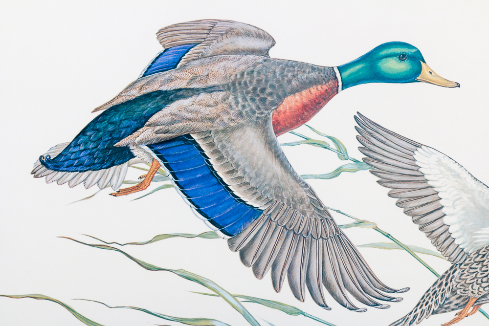 Anne Worsham Richardson Singed and Numbered Print "Mallards"