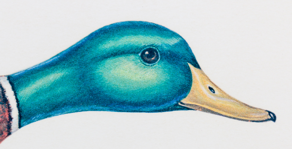 Anne Worsham Richardson Singed and Numbered Print "Mallards"