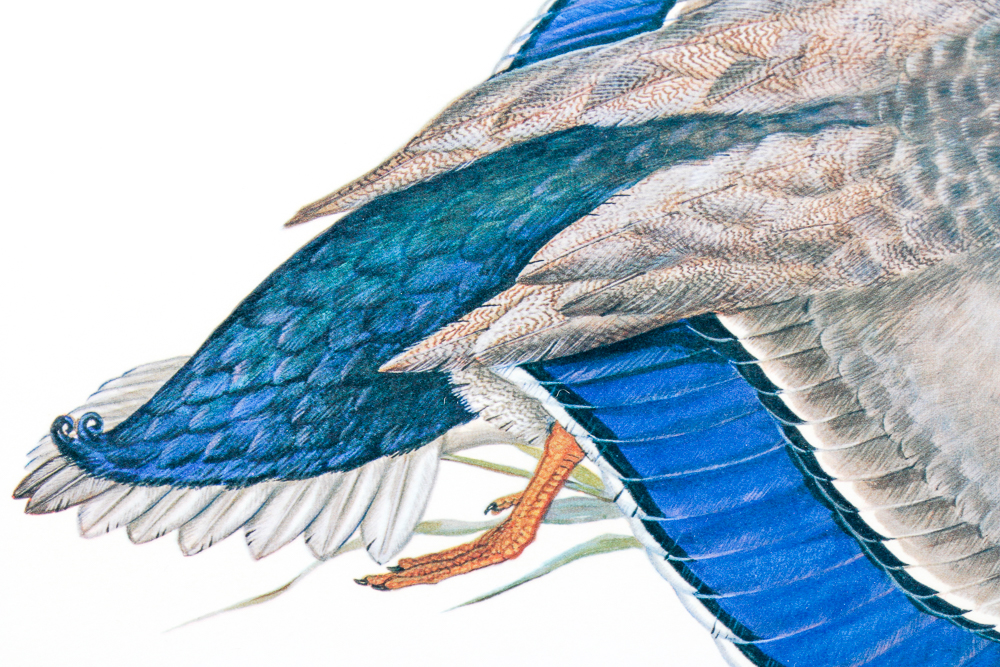 Anne Worsham Richardson Singed and Numbered Print "Mallards"