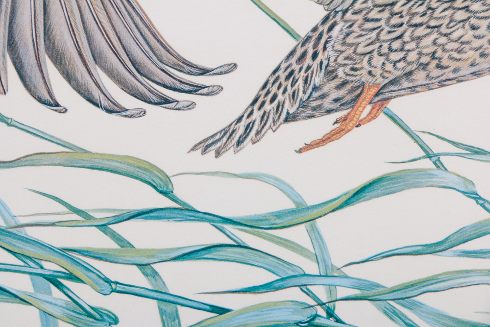 Anne Worsham Richardson Singed and Numbered Print "Mallards"