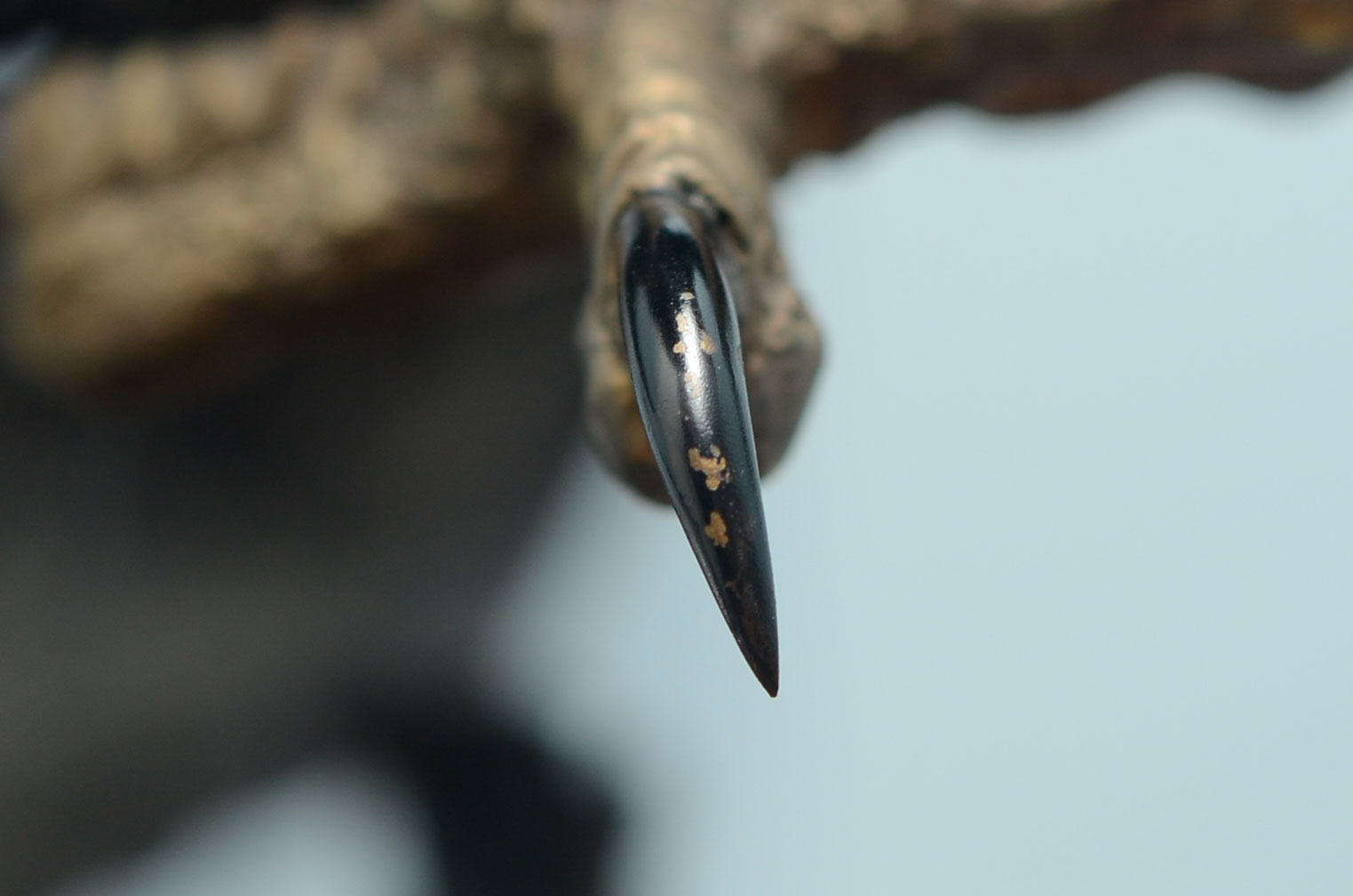 Lorenzo Ghiglieri's "American Bald Eagle" Bronze & Gold Sculpture