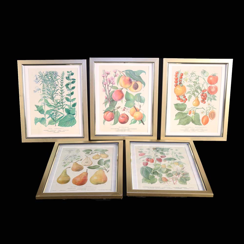 Set of Botanical Prints