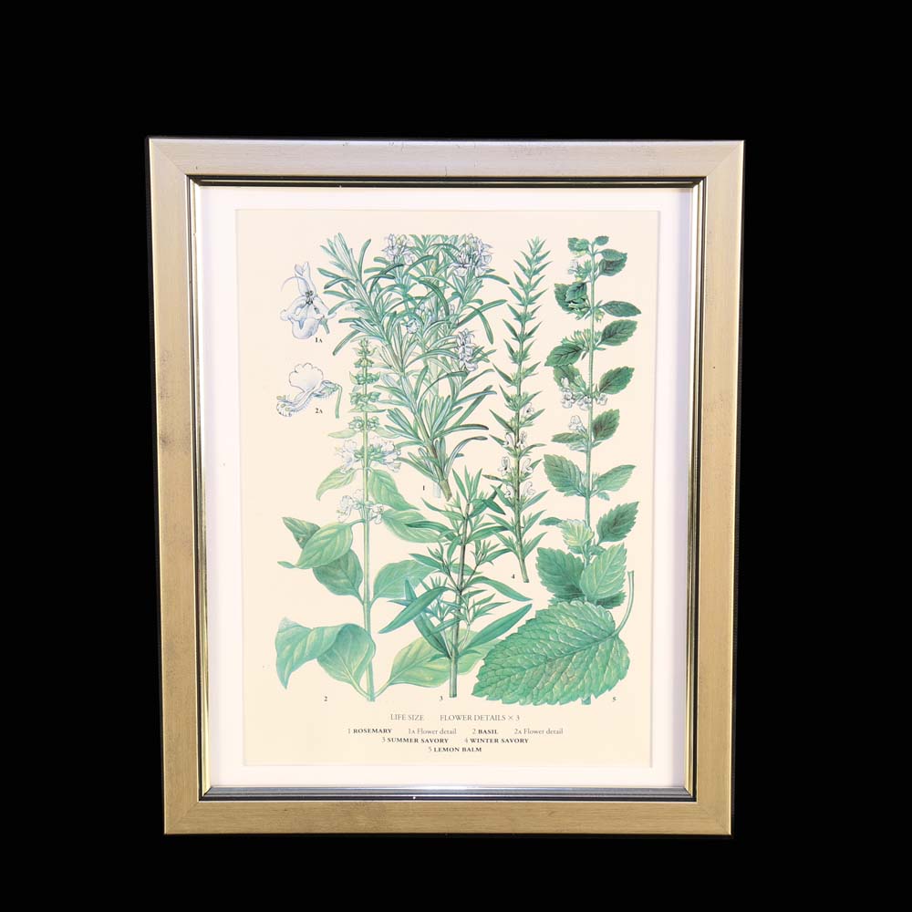 Set of Botanical Prints