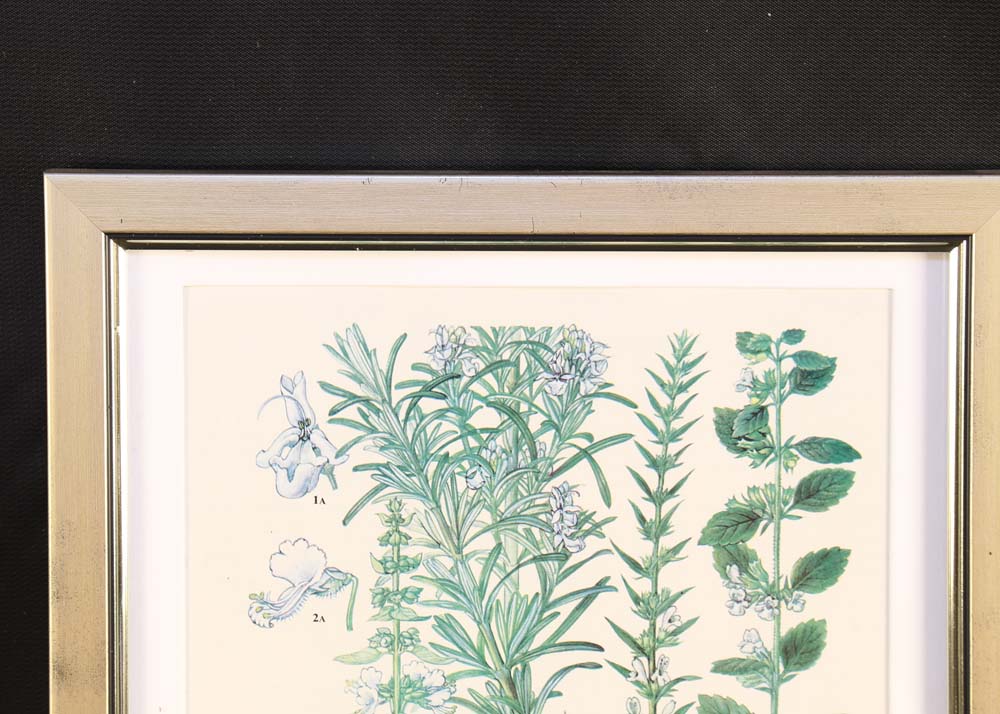 Set of Botanical Prints