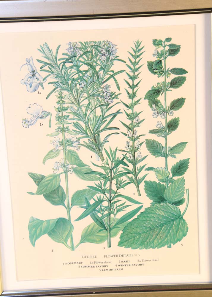 Set of Botanical Prints
