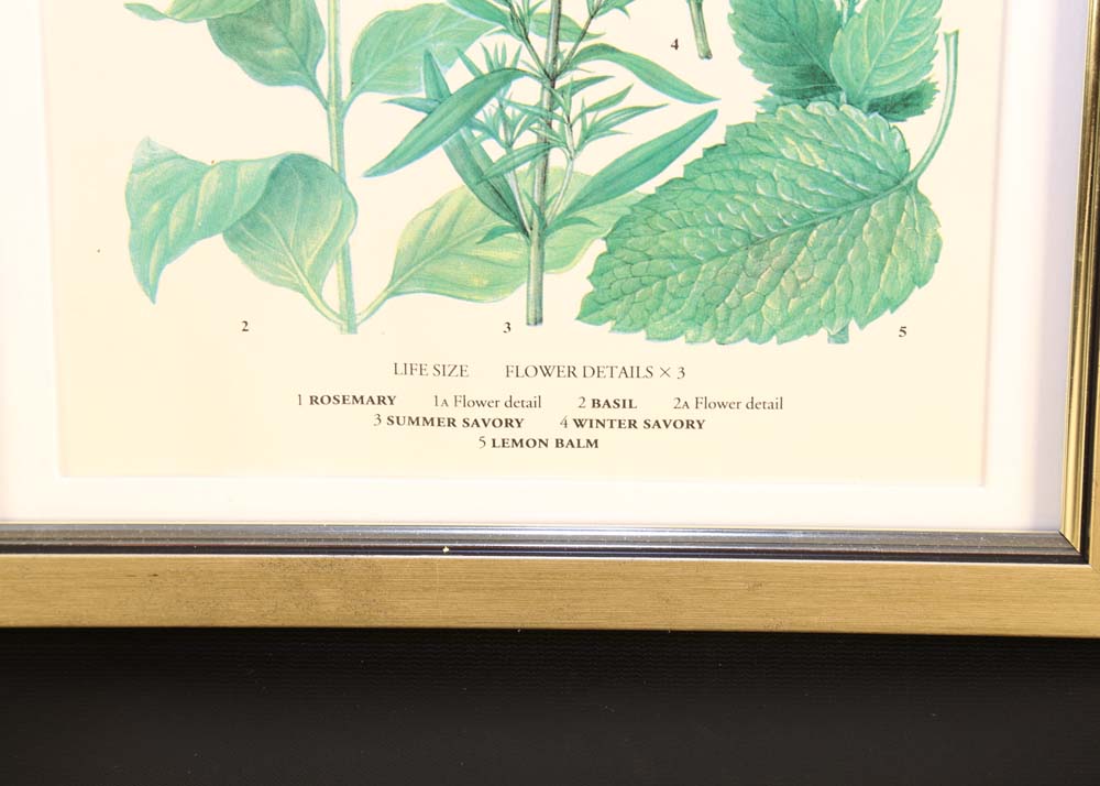 Set of Botanical Prints