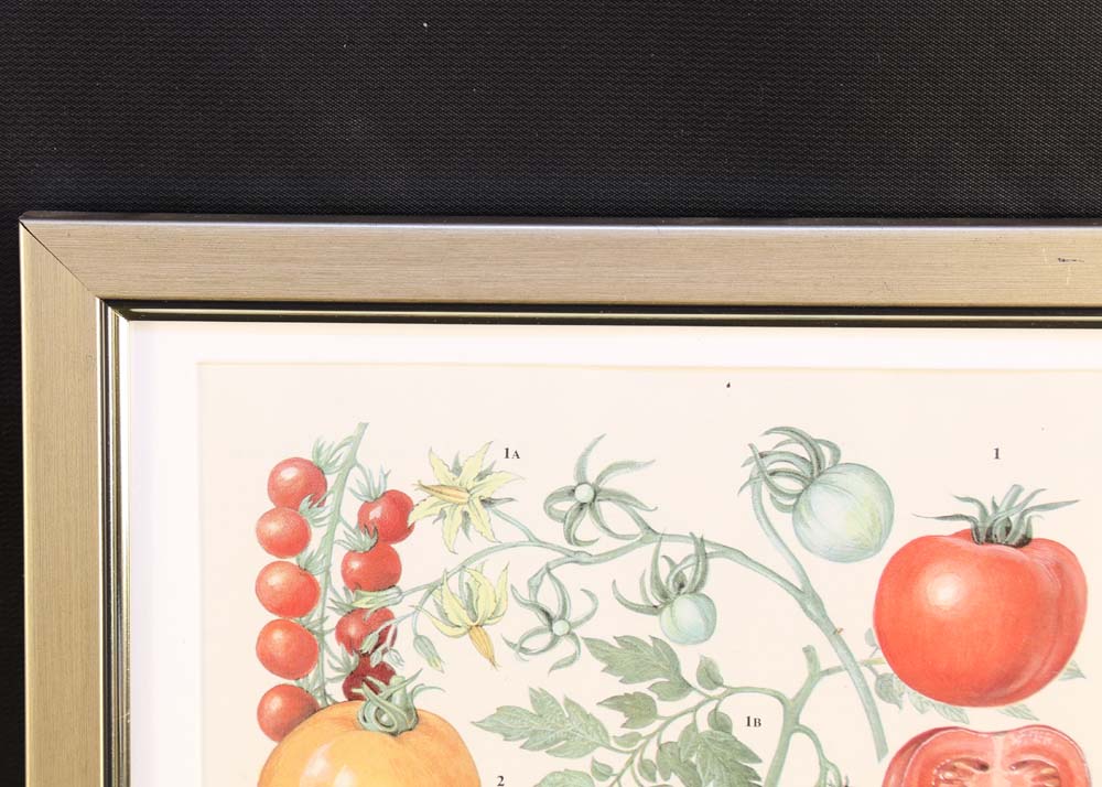 Set of Botanical Prints