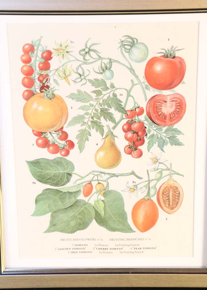 Set of Botanical Prints