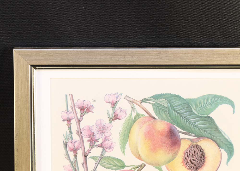 Set of Botanical Prints