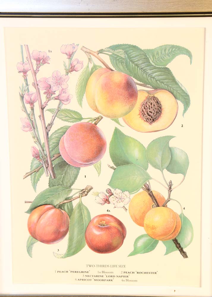 Set of Botanical Prints