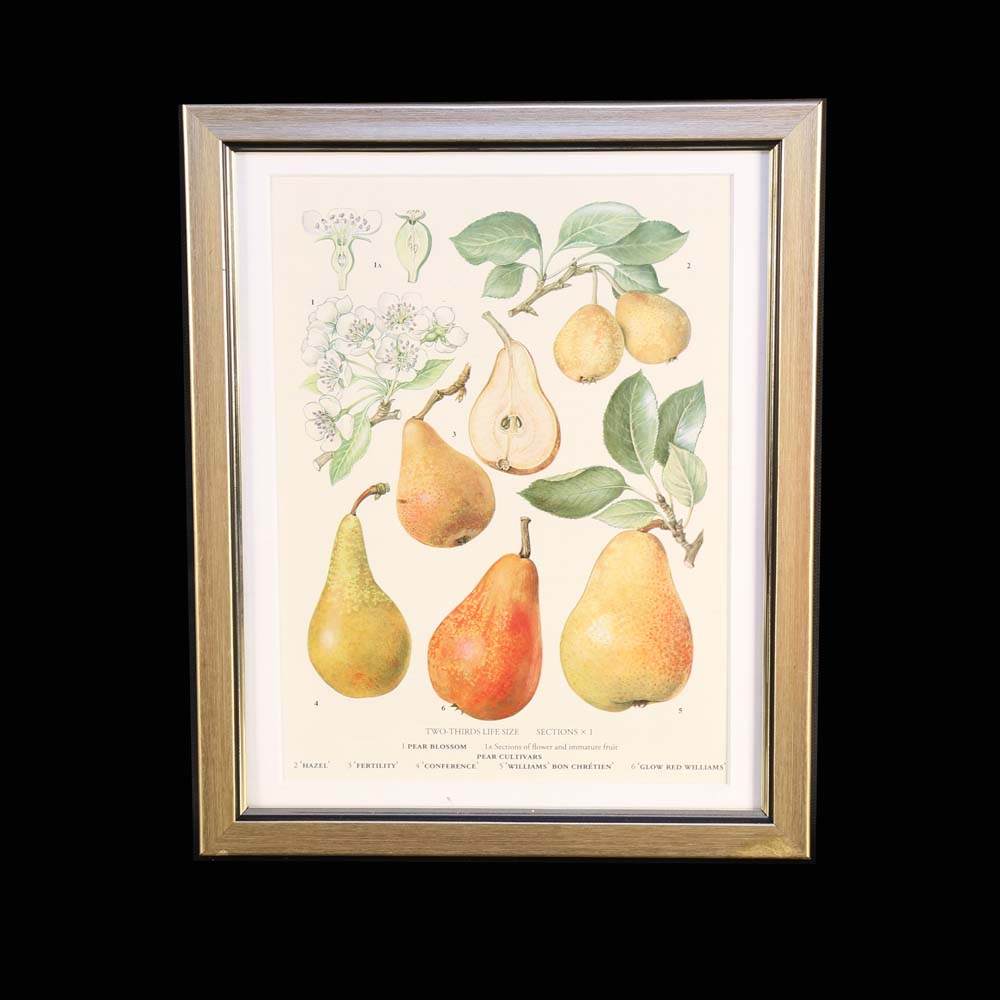 Set of Botanical Prints