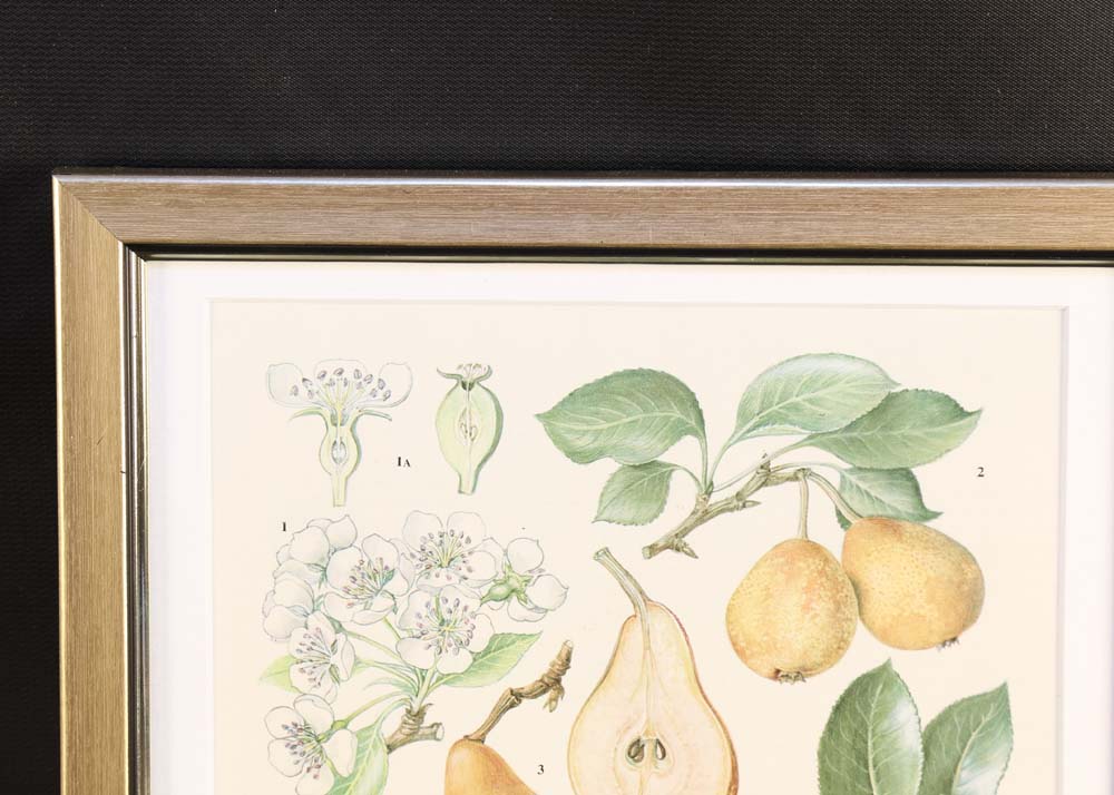 Set of Botanical Prints