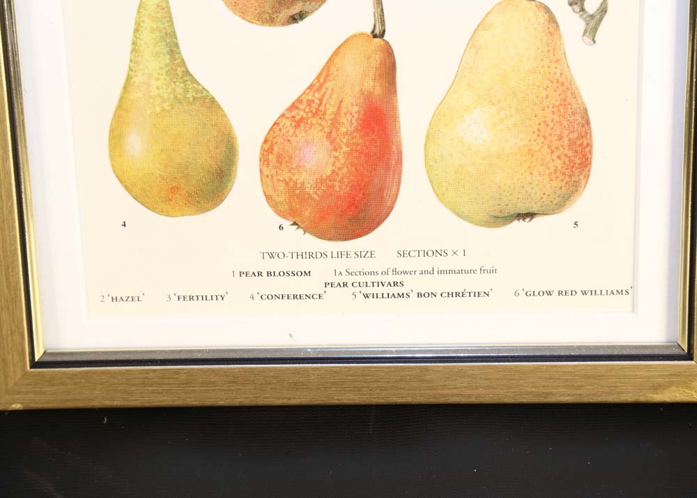 Set of Botanical Prints