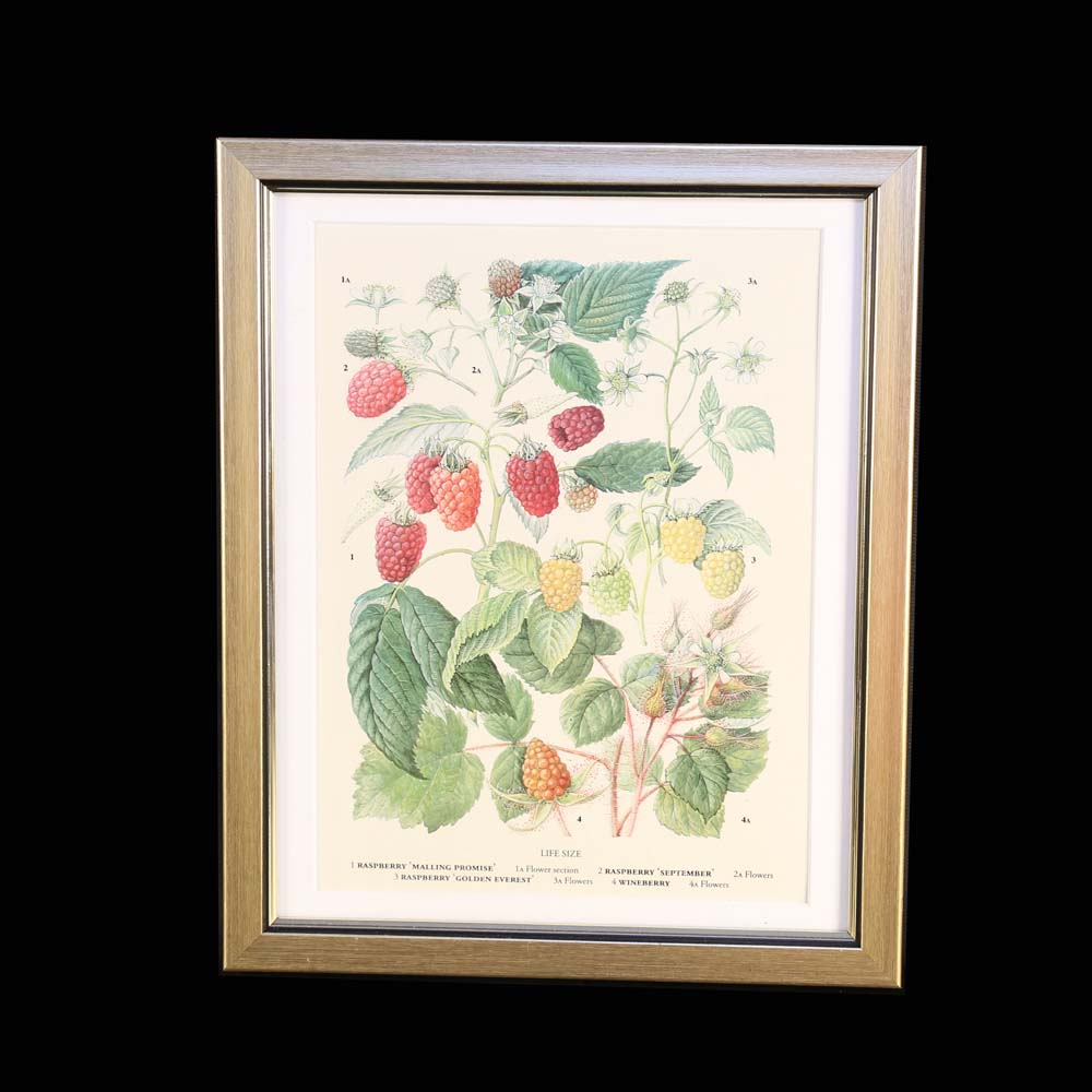 Set of Botanical Prints