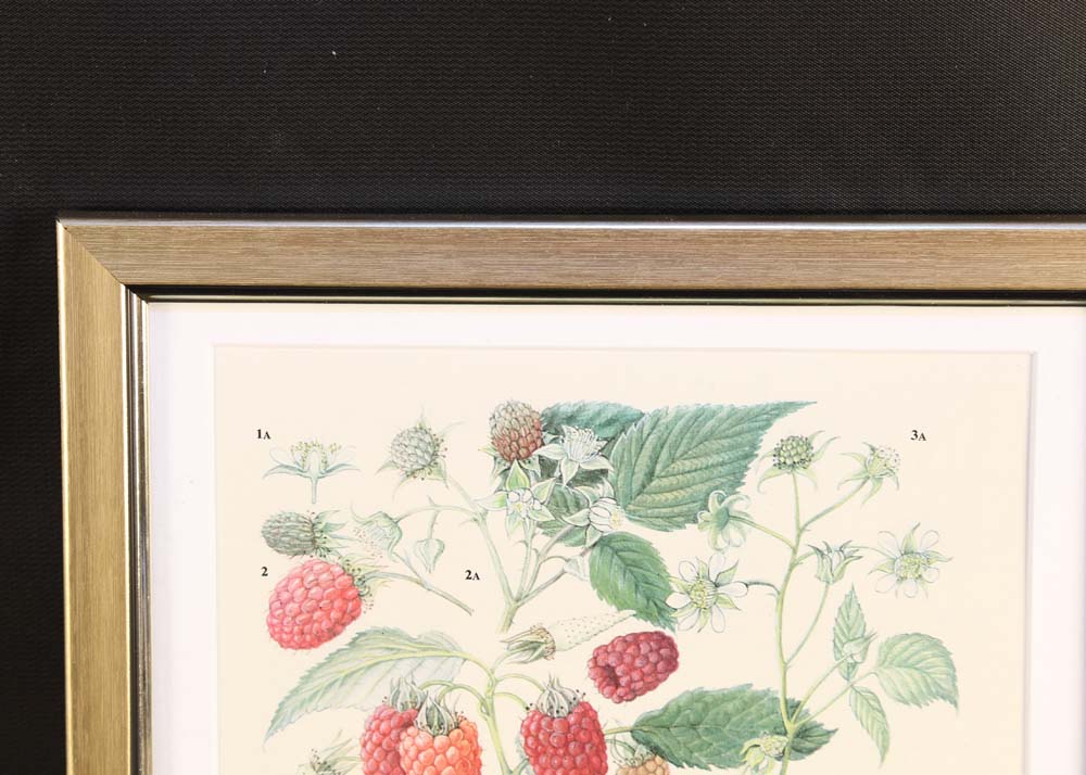 Set of Botanical Prints