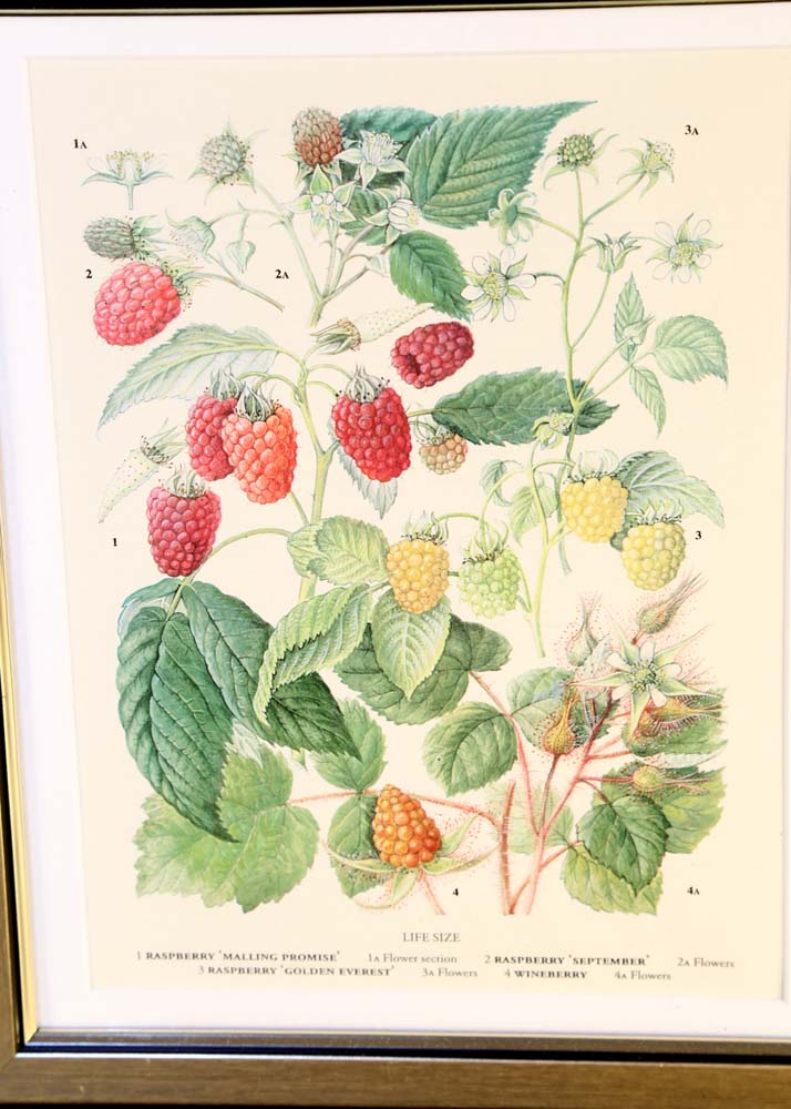 Set of Botanical Prints