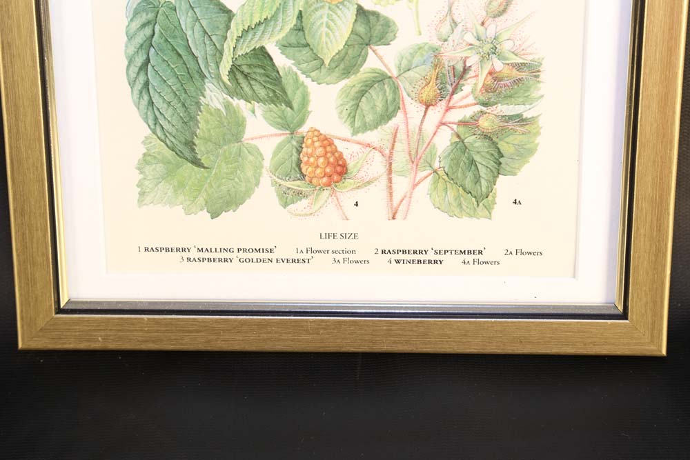 Set of Botanical Prints