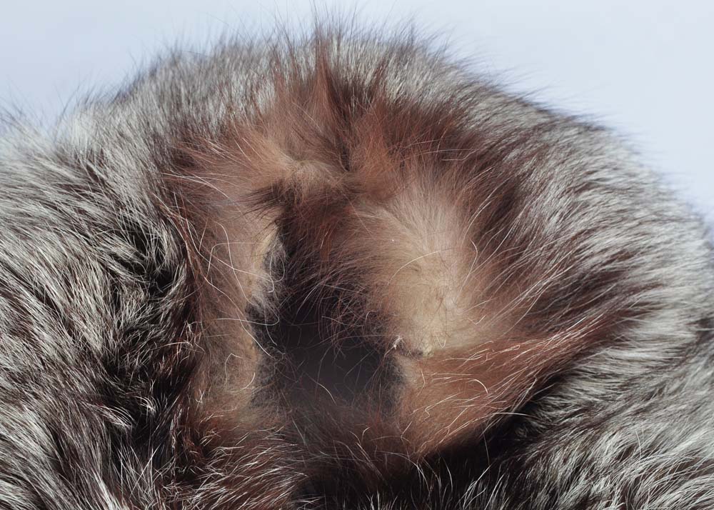 Assorted Fur Collars in Hat Box