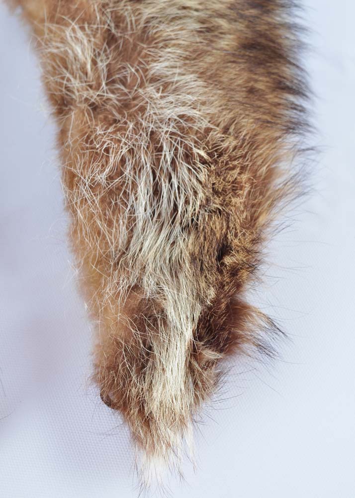 Assorted Fur Collars in Hat Box