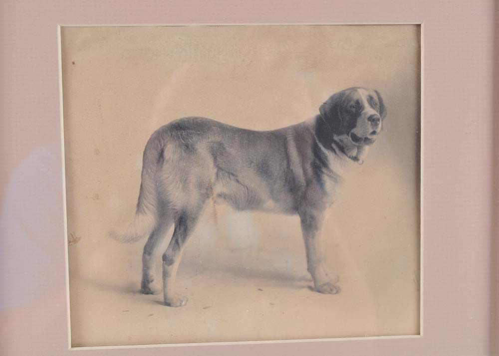 Original Drawing of "Winthrop" Champion Saint Bernard