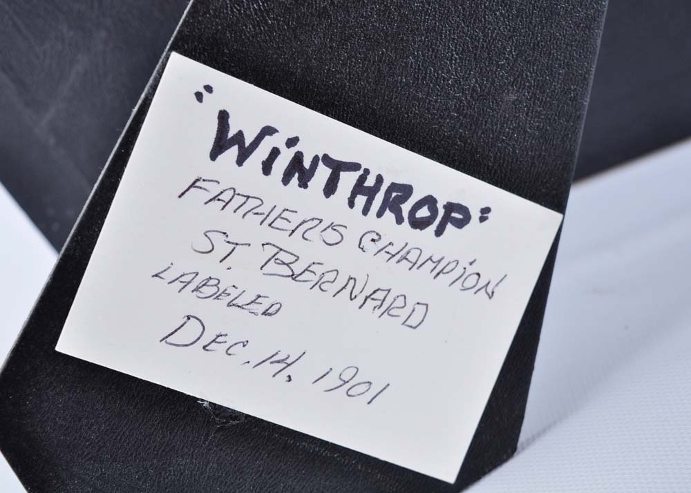 Original Drawing of "Winthrop" Champion Saint Bernard