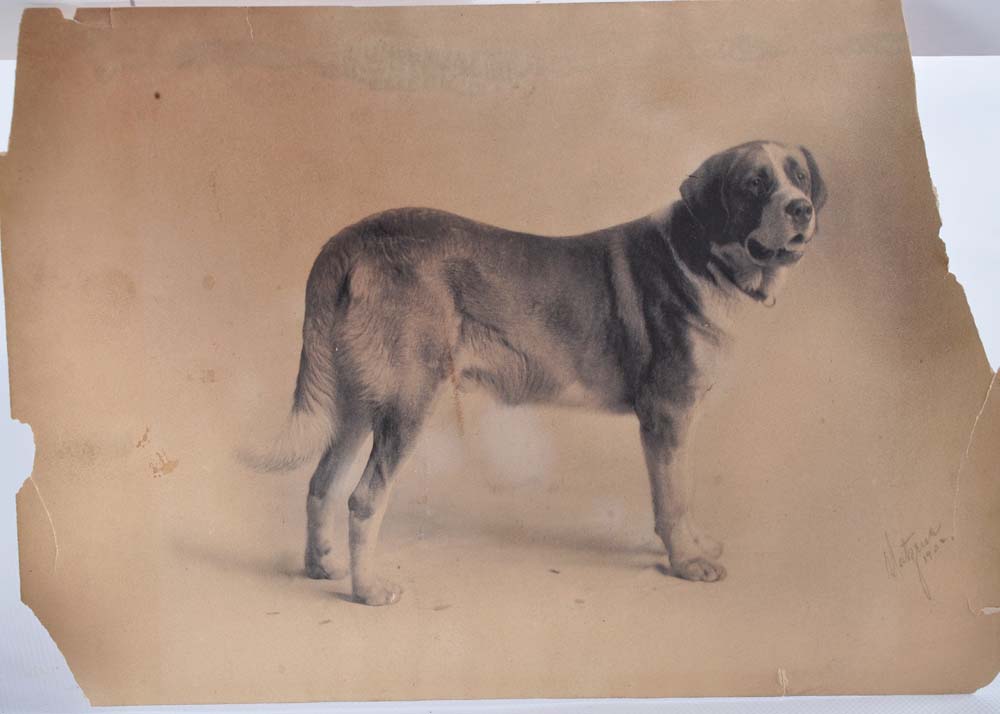 Original Drawing of "Winthrop" Champion Saint Bernard