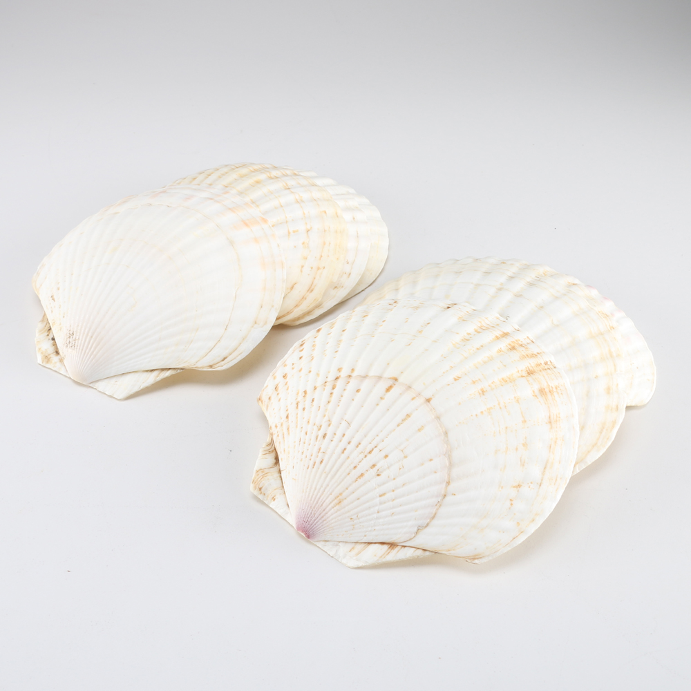 Eight Scallop Shell Plates