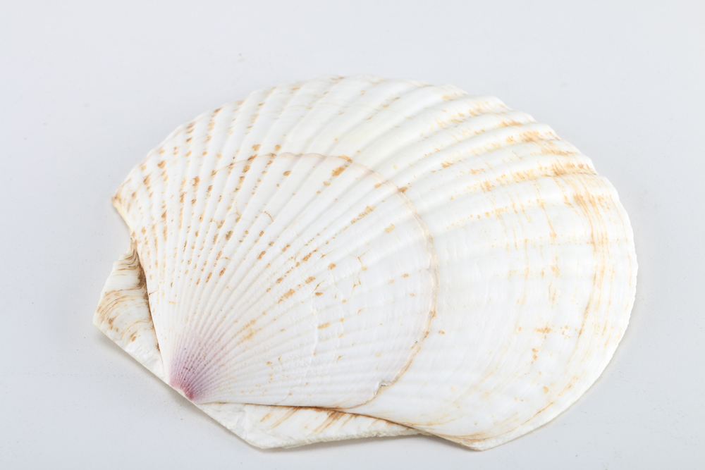 Eight Scallop Shell Plates