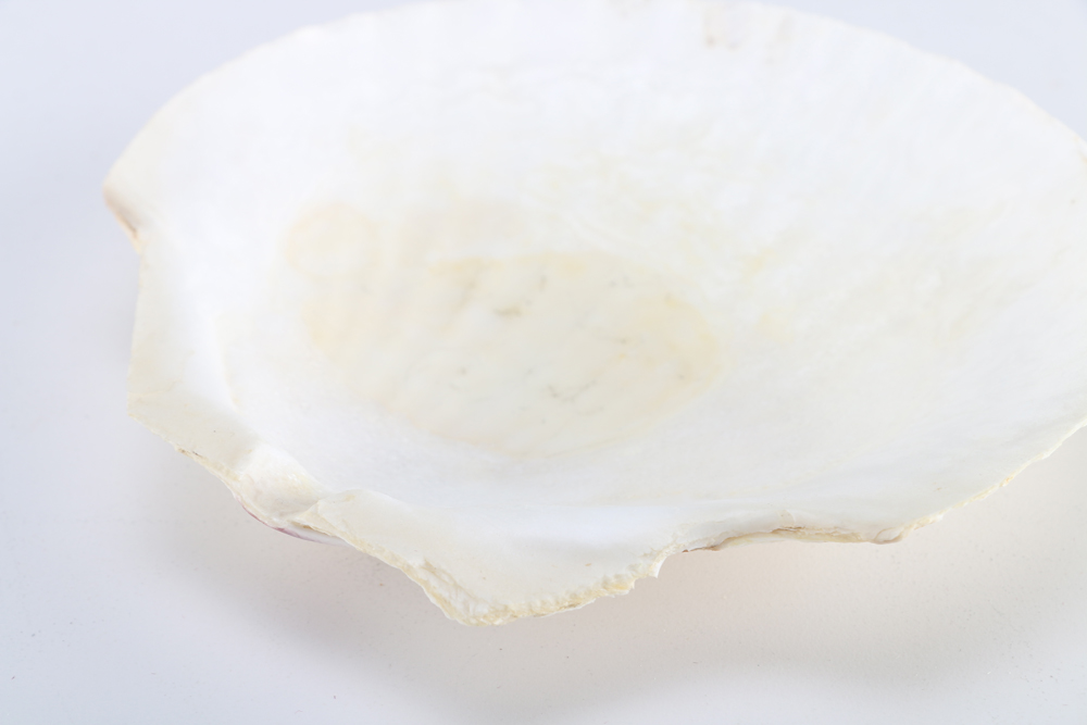 Eight Scallop Shell Plates