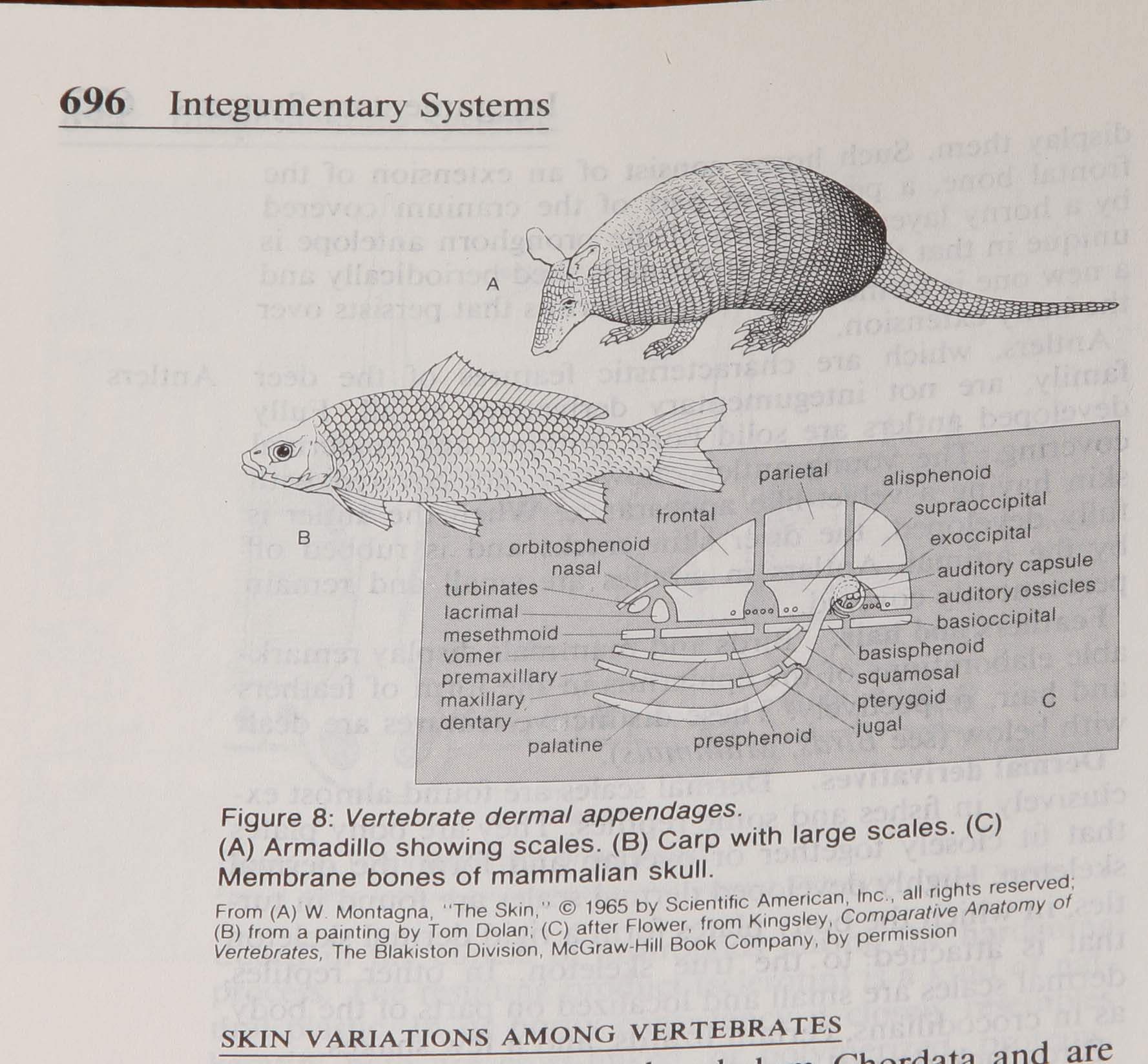 Brittanica Encylcopedias