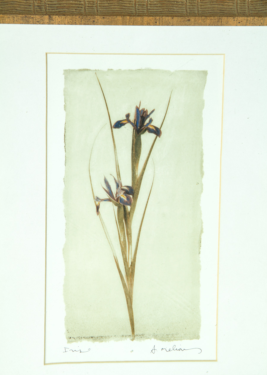 Pair of Framed Floral Art Prints by A. Melion