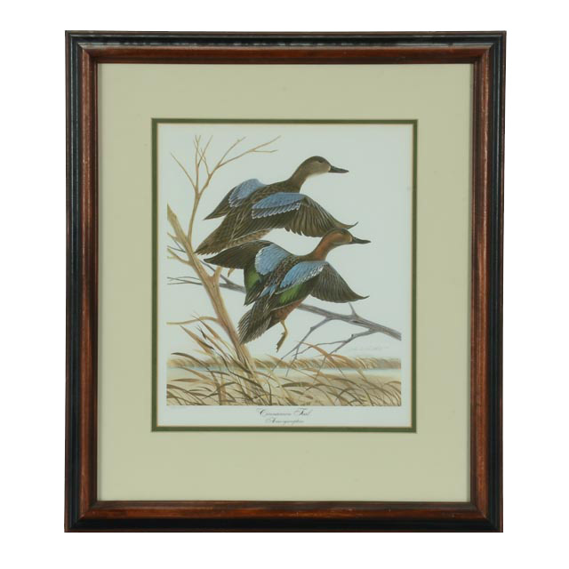 John A. Ruthven Limited Edition Offset Lithograph "Cinnamon Teal"