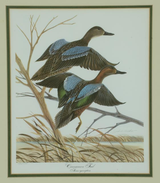 John A. Ruthven Limited Edition Offset Lithograph "Cinnamon Teal"