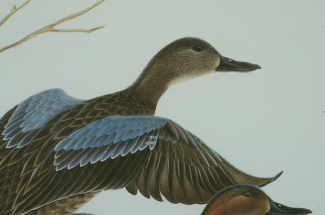 John A. Ruthven Limited Edition Offset Lithograph "Cinnamon Teal"