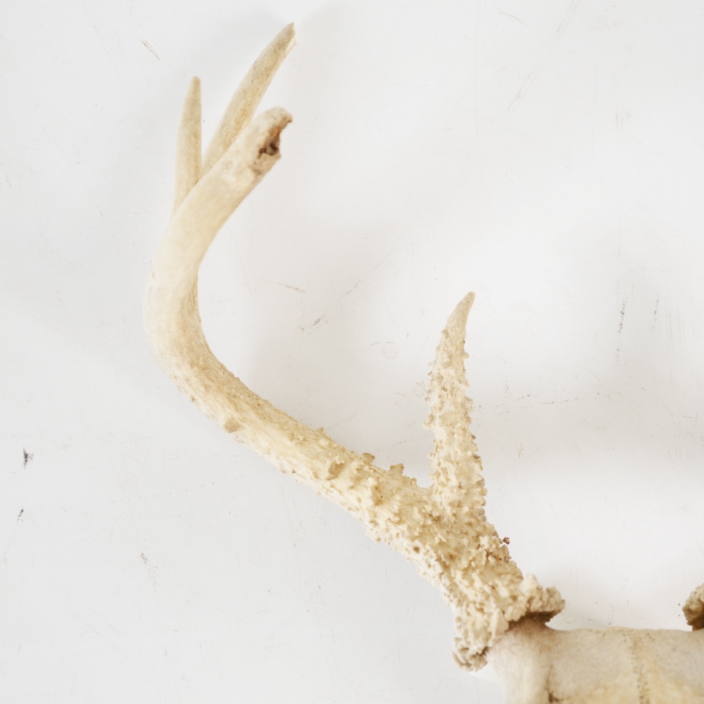 8 Point Deer Skull and 4 Point Elk Antlers